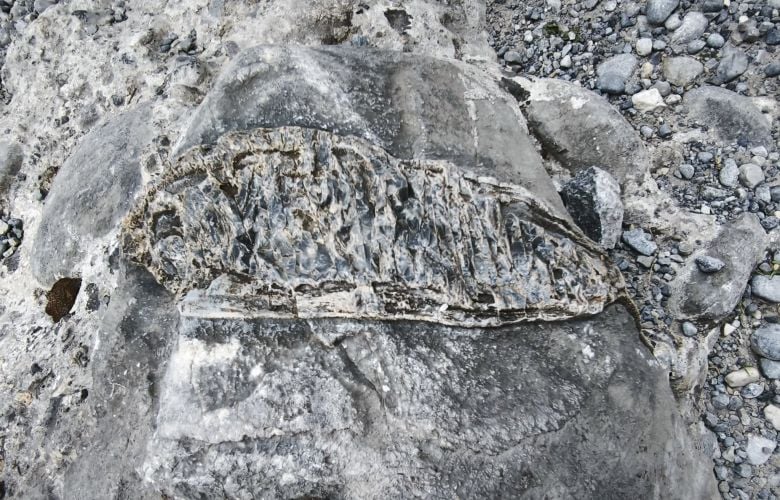 Βρέθηκε απολίθωμα ψαριού στο φαράγγι της Σαμαριάς στα Χανιά – News.gr