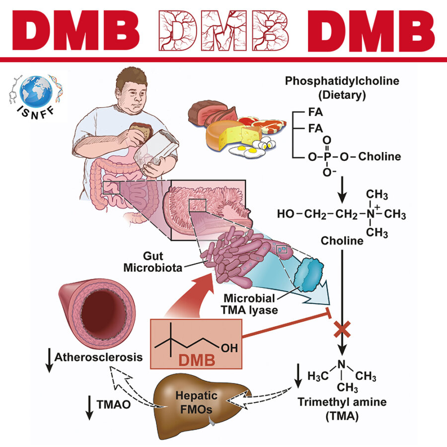 dmb-gut-microbiota