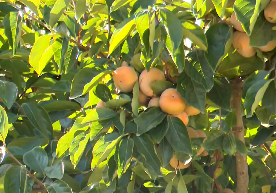 Η καλλιέργεια του μηλολωτού στο Αργυροπούλι Τυρνάβου – Η ιδιαίτερη ποικιλία που τρώγεται σαν μήλο