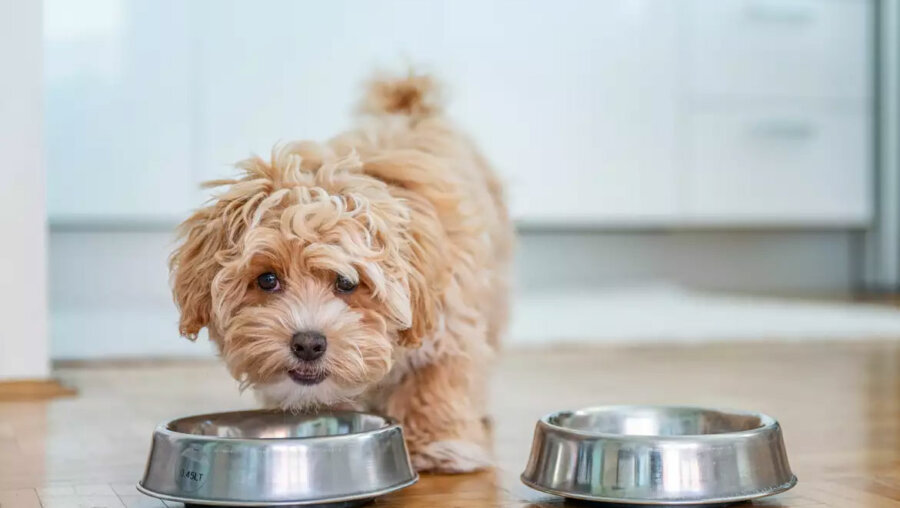 Τι να κάνετε αν ο σκύλος σας καταπιεί κάτι που δεν πρέπει μέσα στο σπίτι