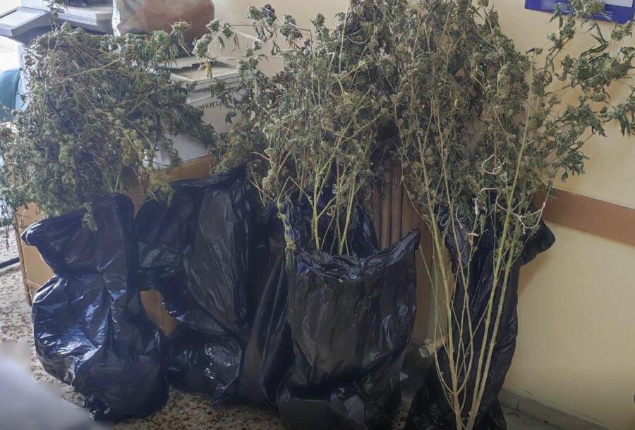 Πειραιάς: Εντοπίστηκε πλήρως εξοπλισμένο εργαστήριο καλλιέργειας κάνναβης [εικόνες]