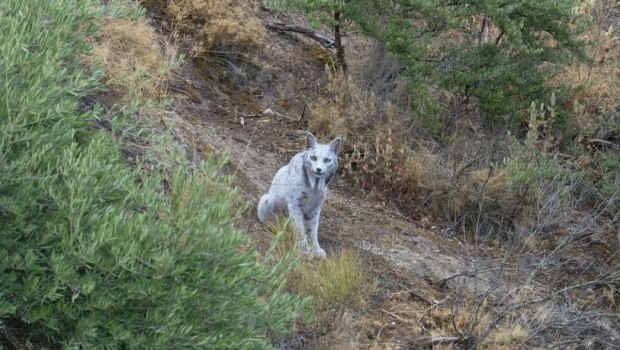 Ισπανία: Φωτογράφος απαθανατίζει για πρώτη φορά τον πρώτο λευκό ιβηρικό λύγκα