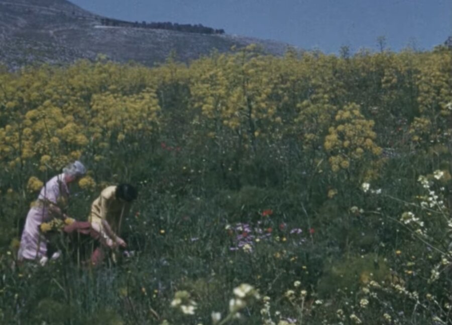 flowers-theo-panago-1