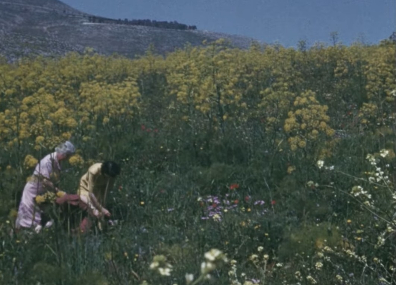 flowers-theo-panago-1