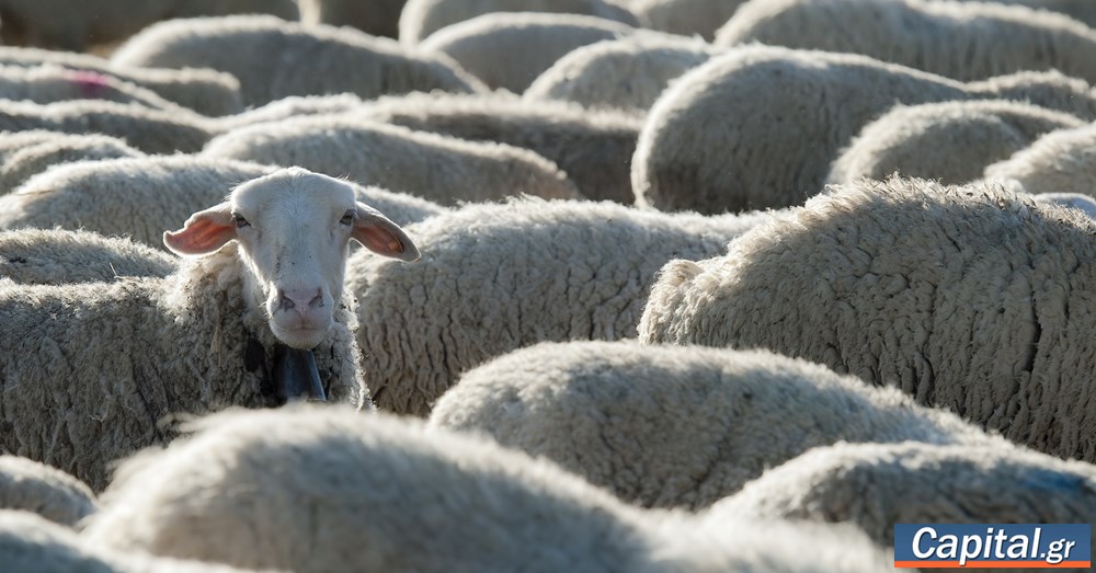 Η ευλογιά αδειάζει την "καρδάρα" - Το κρίσιμο δίμηνο για τη φέτα