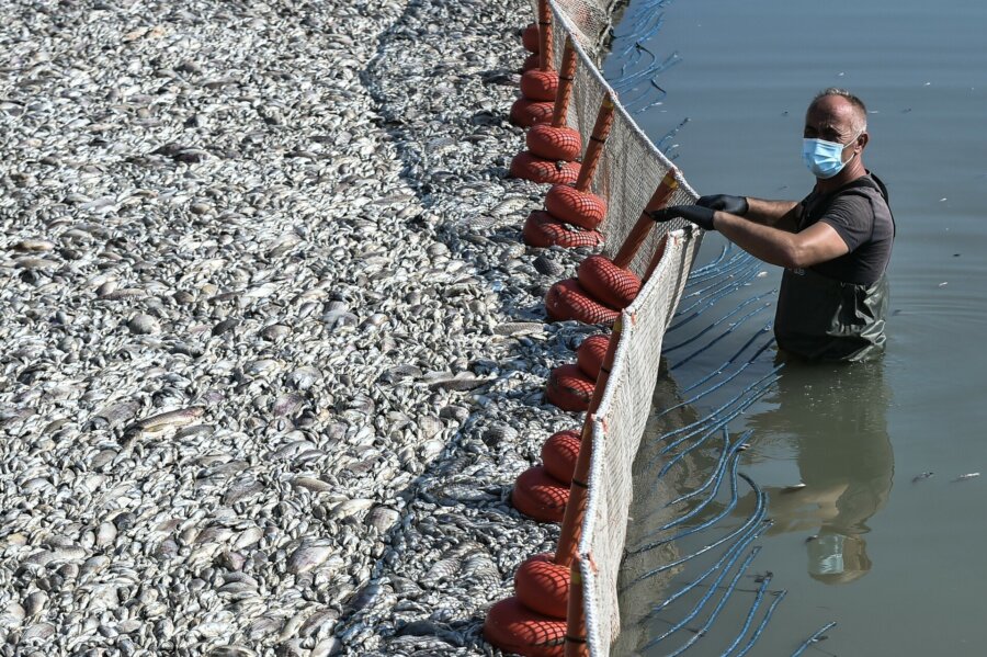 nekra-psaria-volos-0