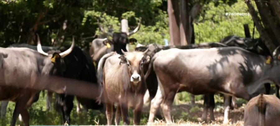 agelades-spanion-fylon