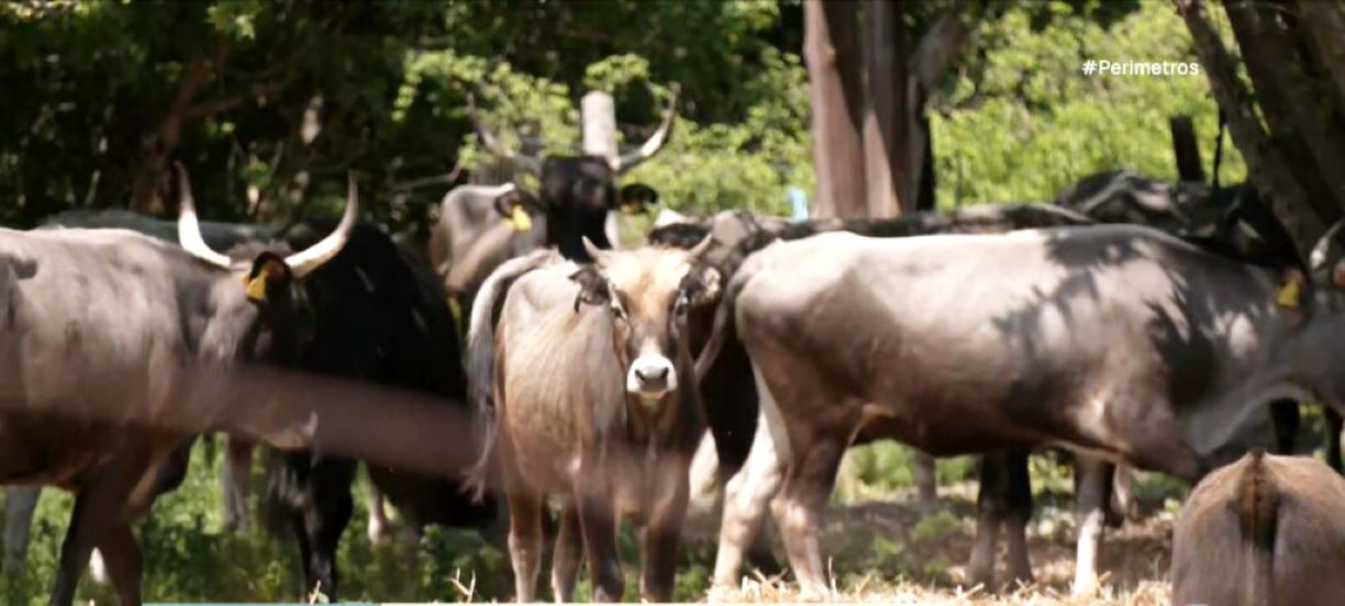 agelades-spanion-fylon