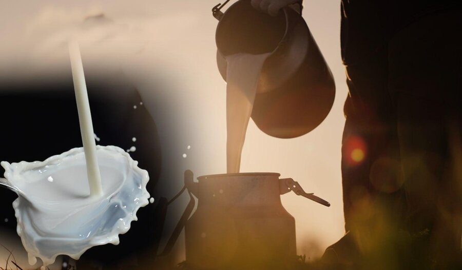 Ευλογιά προβάτων: Μείωση παραγωγής γάλακτος – Ανεβαίνουν οι τιμές στη φέτα