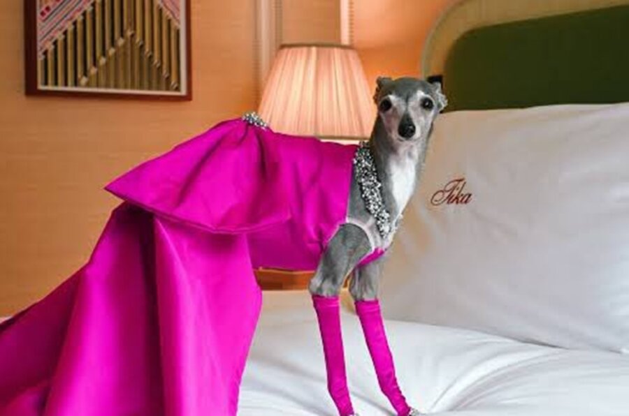 Πέθανε η fashion influencer σκυλίτσα Tika the Iggy