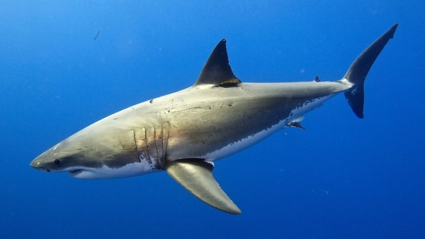 Λευκός καρχαρίας φέρεται να εντοπίστηκε στα νερά της Καρπάθου – Βίντεο