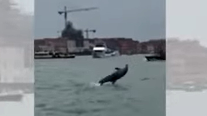 Απρόσμενος επισκέπτης: Ένα δελφίνι στην καρδιά της Βενετίας (video)