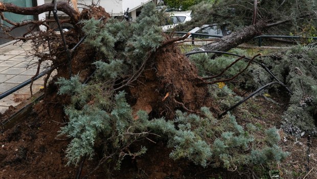 Καιρός: Πτώσεις δέντρων από την κακοκαιρία, ζημιές σε Ι.Χ. - Περιοχές με τα μεγαλύτερα προβλήματα