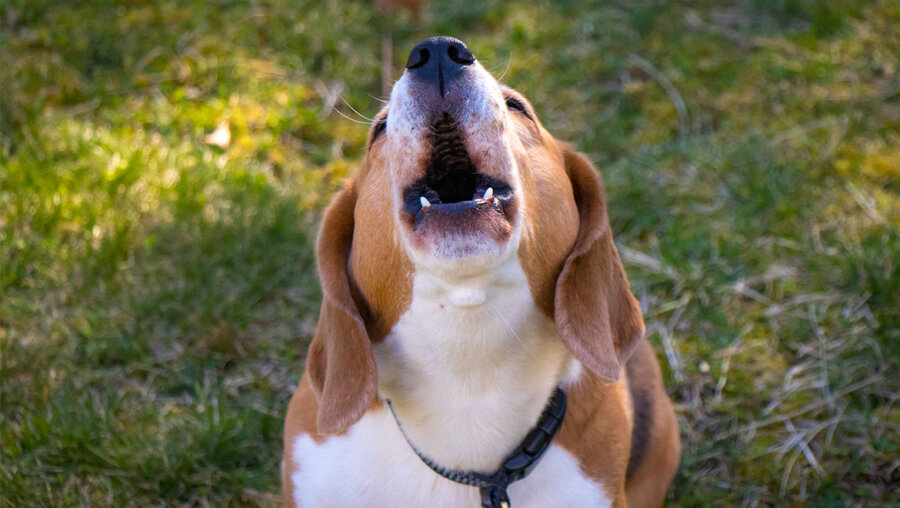 Ο σκύλος σας γαβγίζει χωρίς προφανή λόγο; Τι μπορεί να σημαίνει στην πραγματικότητα