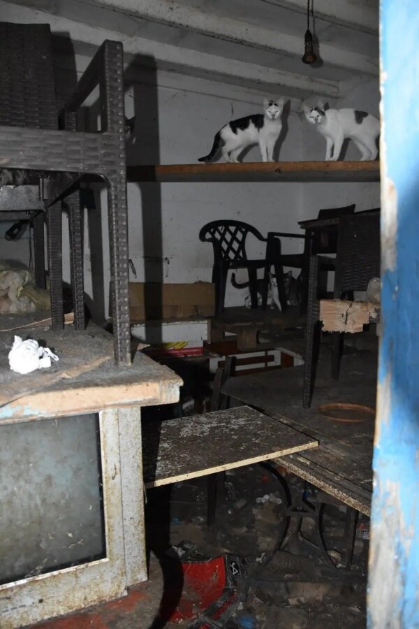 Δονούσα: Πρόστιμο πάνω από 1,7 εκατ. ευρώ στον 63χρονο που είχε 58 γάτες σε ακατάλληλες συνθήκες [εικόνες]