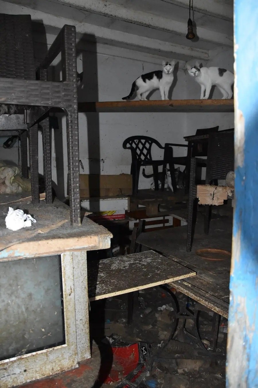 Δονούσα: Πρόστιμο πάνω από 1,7 εκατ. ευρώ στον 63χρονο που είχε 58 γάτες σε ακατάλληλες συνθήκες [εικόνες]