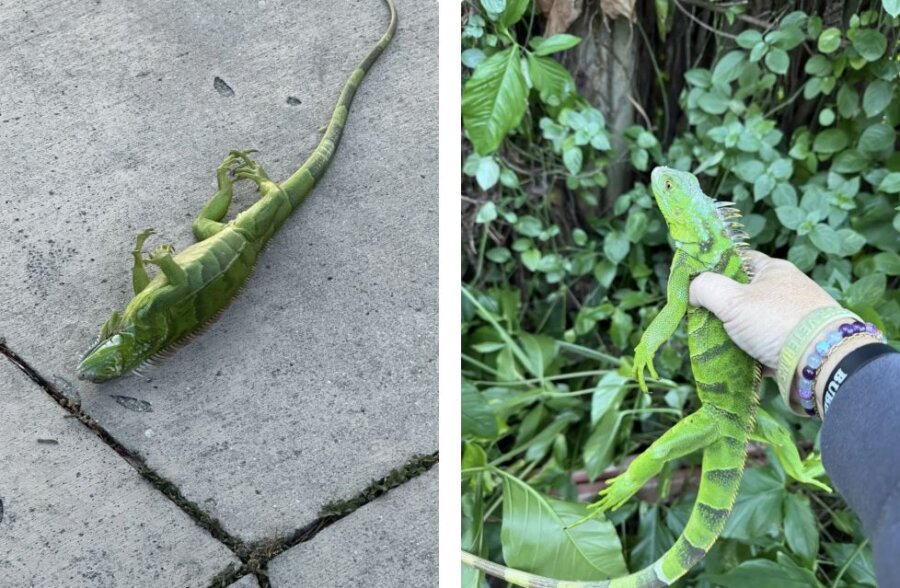 Ρεκόρ ψύχους στις ΗΠΑ: Οι «χιονοθύελλες λίμνης» και τα παγωμένα ιγκουάνα - Δείτε φωτογραφίες και βίντεο