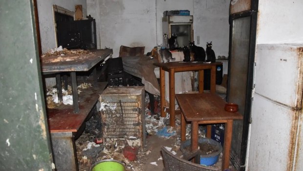 Στη φυλακή χωρίς αναστολή και πρόστιμο στον 63χρονο που βασάνιζε γάτες στη Δονούσα