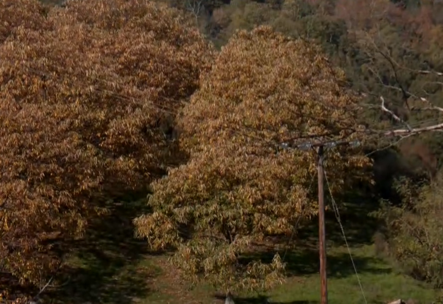 stigmiotypo-othonis-2025-11-15-135659