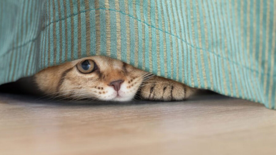 Γιατί η γάτα σου κρύβεται συνέχεια σε κάποιο σημείο του σπιτιού και πώς να την κάνεις να νιώσει ξανά ασφαλής