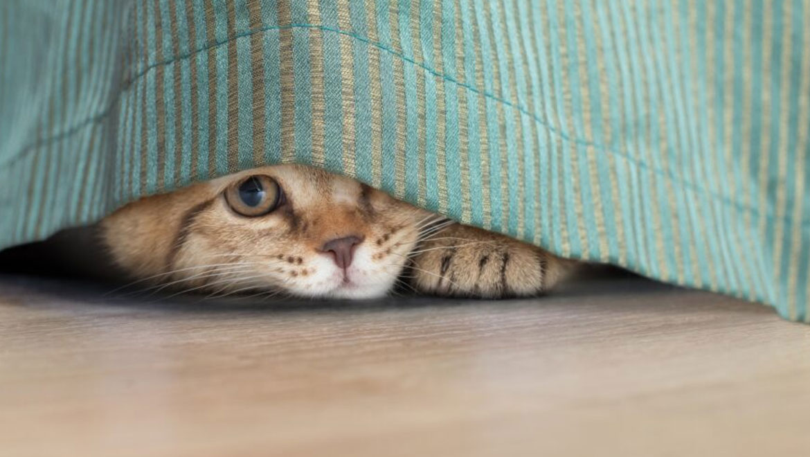 Γιατί η γάτα σου κρύβεται συνέχεια σε κάποιο σημείο του σπιτιού και πώς να την κάνεις να νιώσει ξανά ασφαλής