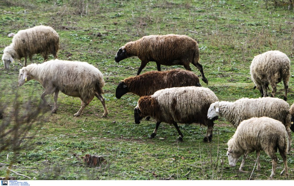 Πρόβατα σε αγρό