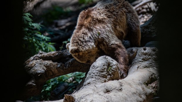 Φρίκη στη Δράμα: Σκότωσαν νεαρή αρκούδα με πυροβόλο όπλο και μετά την αποκεφάλισαν