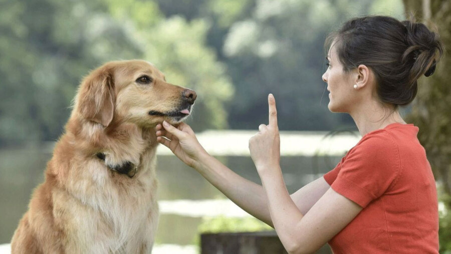 Σταμάτα να λες «όχι» στον σκύλο σου – Η μέθοδος που πραγματικά δουλεύει