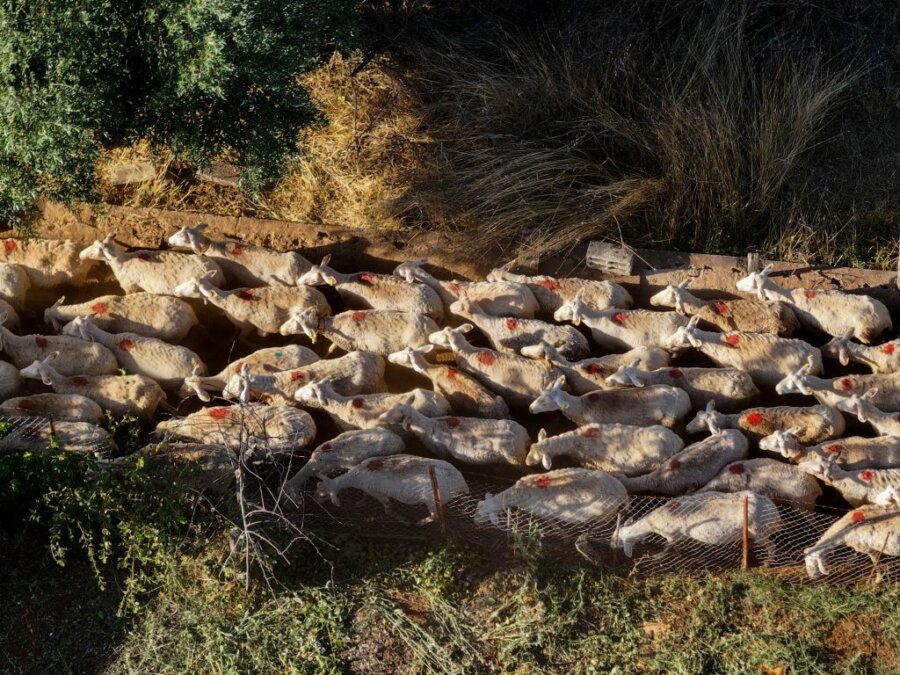 Αιγοπρόβατα από ψηλά