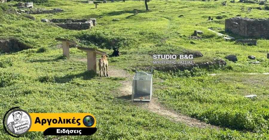 Άργος: Στο χειρουργείο 17χρονη μετά από επίθεση αγέλης αδέσποτων σκύλων στο Άργος