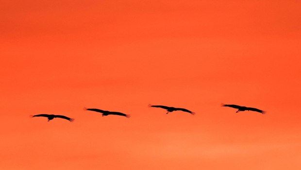 Δεύτερος θάνατος στις ΗΠΑ από την γρίπη των πτηνών