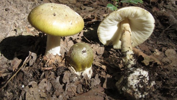 Έδεσσα: Σε κρίσιμη κατάσταση το ζευγάρι που δηλητηριάστηκε από μανιτάρια - Η ανάρτηση του γιου τους