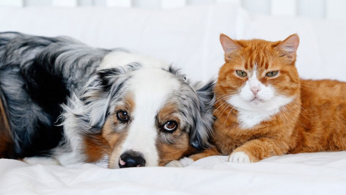 Η φιλία γάτας και σκύλου: Μύθος ή μια τρυφερή πραγματικότητα;