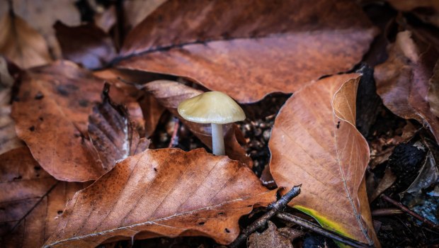 Πέλλα: Αίσιο τέλος στην περιπέτεια του ζευγαριού που έφαγε δηλητηριώδη μανιτάρια