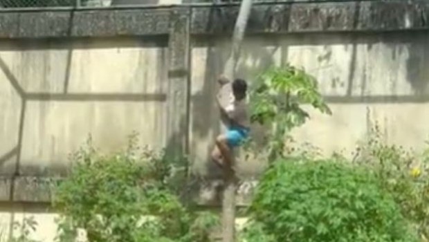 Βραζιλία: 19χρονος μπήκε σε κλουβί με λιοντάρια και τον κατασπάραξαν - Προσοχή σκληρές εικόνες