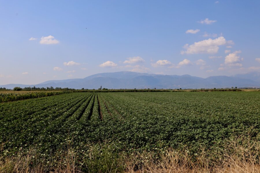 ΓΕΩΡΓΙΚΕΣ ΚΑΛΛΙΕΡΓΕΙΕΣ (ΓΙΑΝΝΗΣ ΠΑΝΑΓΟΠΟΥΛΟΣ/ EUROKINISSI)