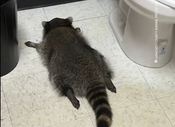 ρακούν σε μπάνιο