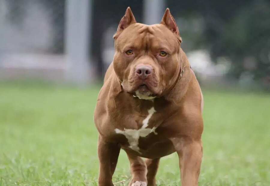 Ανείπωτη τραγωδία στο Τενεσί: Παππούς και η 3 μηνών εγγονή του νεκροί μετά από επίθεση 7 σκύλων της οικογένειας