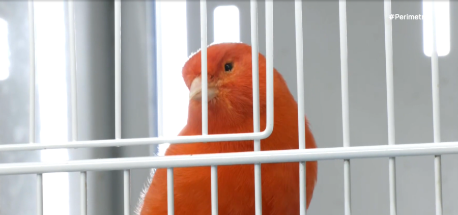 syllogos-kanarinion-thessalias4