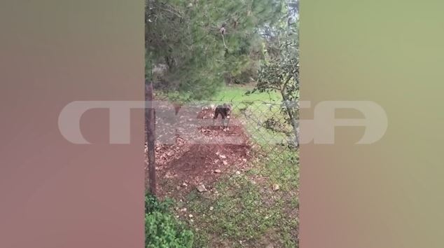 «Ο πατέρας ήταν γεμάτος αίματα» - Τι λέει μάρτυρας της τραγωδίας με το 2χρονο και το πίτμπουλ