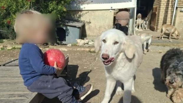 Ζάκυνθος: Επιτροπή θα αποφασίσει αν θα θανατωθεί το πίτμπουλ που σκότωσε το παιδί - Ελεύθεροι οι γονείς του μικρού Λίο