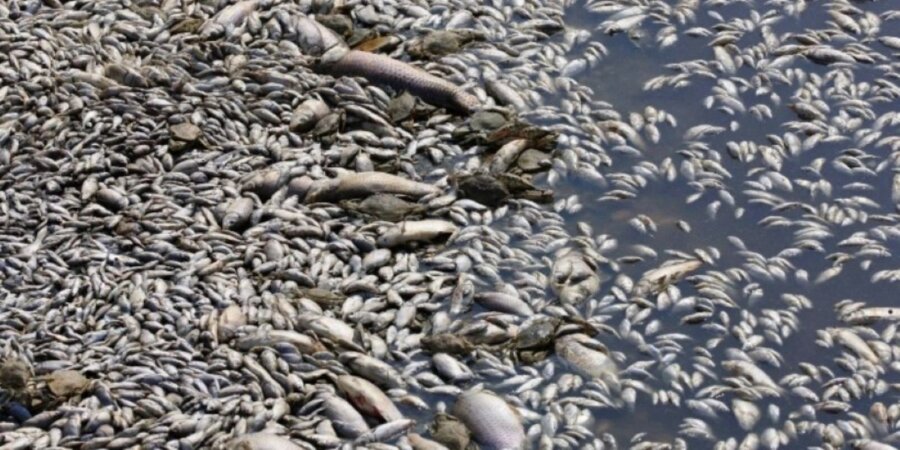 nekra-psaria-ston-pagasitiko-kolpo