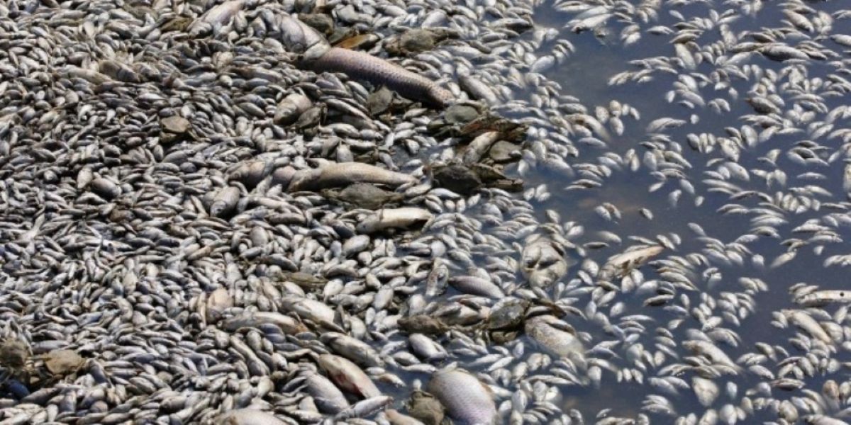 nekra-psaria-ston-pagasitiko-kolpo