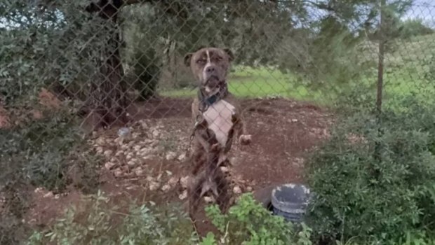 Ζάκυνθος: Στο ΔΙΚΕΠΑΖ το πίτμπουλ που δάγκωσε και σκότωσε το δίχρονο αγοράκι – Υπό συνεχή παρακολούθηση από ειδικούς