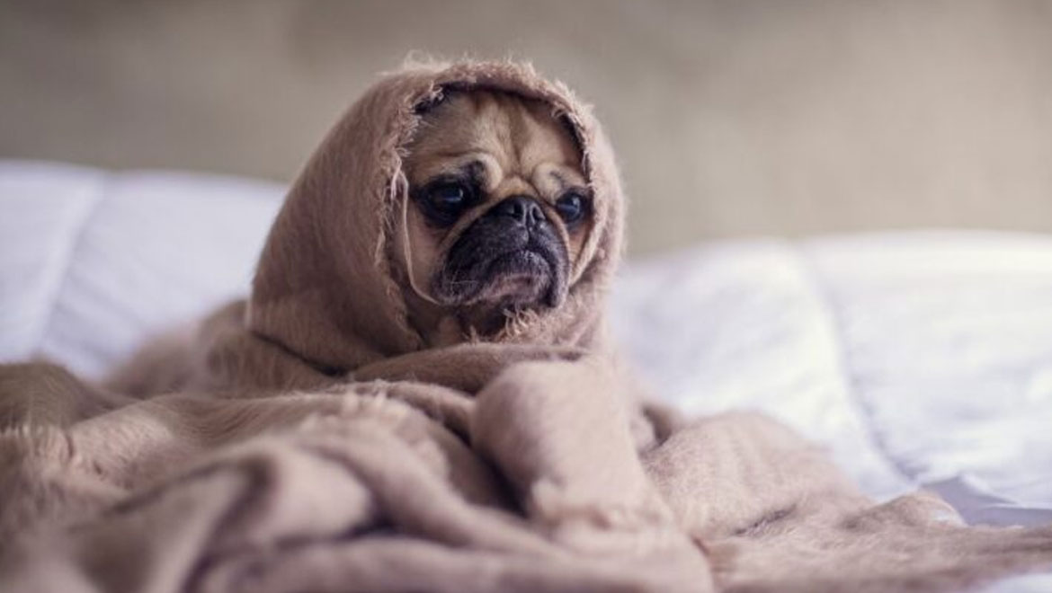 Πώς να διατηρήσουμε τα κατοικίδιά μας ζεστά όταν πέφτει η θερμοκρασία