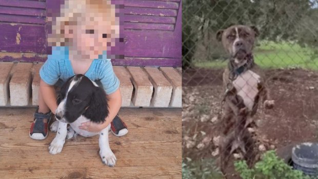 Ζάκυνθος: «Πρώτη φορά βλέπω τέτοια απάθεια, δεν δείχνει συναίσθημα» - Ο πρόεδρος του ΔΙΚΕΠΑΖ για το πίτμπουλ