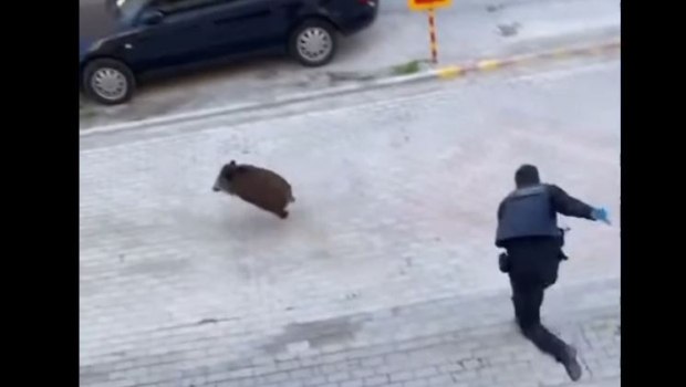 Θεσσαλονίκη: Αστυνομικοί κυνηγάνε αγριογούρουνο σε γειτονιά στον Εύοσμο - Απίστευτες εικόνες