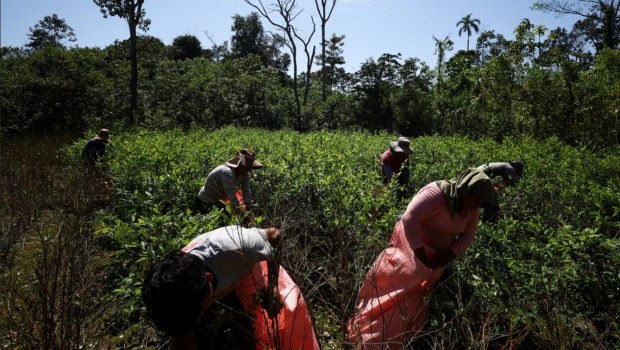 Βολιβία: Αυξήθηκε κατά 10% η επιφάνεια των καλλιεργειών κόκας το 2024