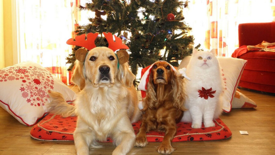 Οι πιο επικίνδυνες χριστουγεννιάτικες λιχουδιές για τους σκύλους & τις γάτες