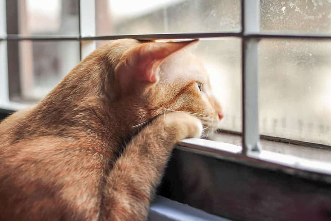 Τα αγαπημένα σημεία της γάτας στο σπίτι – Τι τα κάνει τόσο ξεχωριστά